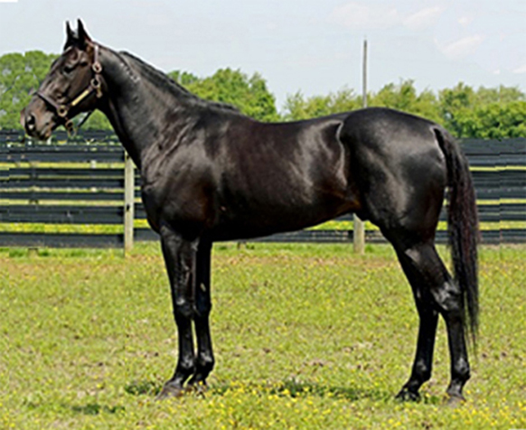 Foto Guardian Angel &Aring;s